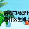 青梅竹馬是什么生肖求作業幫解答（青梅竹馬是什么生肖）