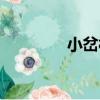 小岔村（關于小岔村簡介）