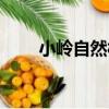 小嶺自然村（關于小嶺自然村簡介）