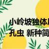 小嶺坡獨體層孔蟲 新種（關于小嶺坡獨體層孔蟲 新種簡介）