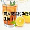 高大威猛的動物是什么生肖的男人（高大威猛的動物是什么生肖）
