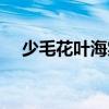 少毛花葉海棠（關于少毛花葉海棠簡介）
