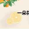 一朵花（關于一朵花的簡介）