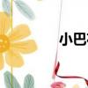 小巴花（關于小巴花簡介）