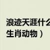 浪跡天涯什么意思打一生肖（浪跡天涯是什么生肖動物）