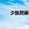 少脈爬藤榕（關于少脈爬藤榕簡介）