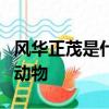 風華正茂是什么動物打一肖一年四季穿綿衣的動物