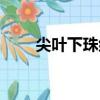 尖葉下珠組（關于尖葉下珠組簡介）
