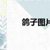 鴿子圖片（關于鴿子圖片的簡介）