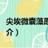 尖埃微囊藻原變種（關于尖埃微囊藻原變種簡介）