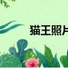 貓王照片（關于貓王照片的簡介）