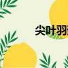 尖葉羽蘚（關于尖葉羽蘚簡介）