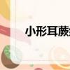 小形耳蕨組（關于小形耳蕨組簡介）