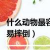 什么動物最容易摔倒?為什么?（什么動物最容易摔倒）