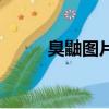 臭鼬圖片（關于臭鼬圖片的簡介）