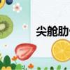 尖艙肋骨（關于尖艙肋骨簡介）