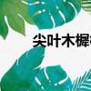 尖葉木樨欖（關于尖葉木樨欖簡介）