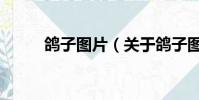鴿子圖片(關于鴿子圖片的簡介)