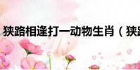 狹路相逢打一動物生肖(狹路相逢打一生肖)