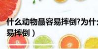 什么動物最容易摔倒?為什么?(什么動物最容易摔倒)