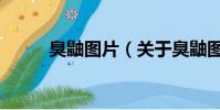 臭鼬圖片(關于臭鼬圖片的簡介)
