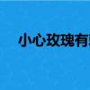 小心玫瑰有刺（關于小心玫瑰有刺簡介）