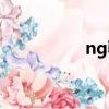 ng騎士系列（ng騎士）