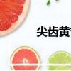 尖齒黃耆（關于尖齒黃耆簡介）