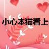 小心本貓看上你（關于小心本貓看上你簡介）