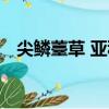 尖鱗薹草 亞種（關于尖鱗薹草 亞種簡介）