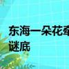 東海一朵花牽藤西山洼花開人出門花謝人回家謎底