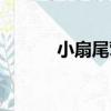 小扇尾鶯（關于小扇尾鶯簡介）
