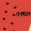 小托葉組（關于小托葉組簡介）