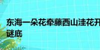 東海一朵花牽藤西山洼花開人出門花謝人回家謎底