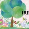 IRIS（關于IRIS的簡介）