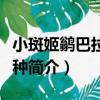 小斑姬鹟巴拉望亞種（關于小斑姬鹟巴拉望亞種簡介）