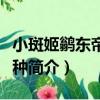 小斑姬鹟東帝汶亞種（關于小斑姬鹟東帝汶亞種簡介）