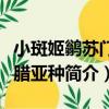 小斑姬鹟蘇門答臘亞種（關于小斑姬鹟蘇門答臘亞種簡介）