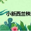 小新西蘭秧雞（關于小新西蘭秧雞簡介）