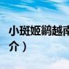 小斑姬鹟越南亞種（關于小斑姬鹟越南亞種簡介）