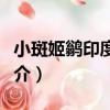 小斑姬鹟印度亞種（關于小斑姬鹟印度亞種簡介）