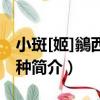 小斑[姬]鶲西南亞種（關于小斑[姬]鶲西南亞種簡介）