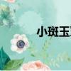 小斑玉蕈（關于小斑玉蕈簡介）