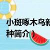 小斑啄木鳥新疆亞種（關于小斑啄木鳥新疆亞種簡介）