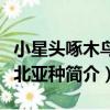 小星頭啄木鳥東北亞種（關于小星頭啄木鳥東北亞種簡介）