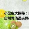 小昆蟲大探秘：自然界清道夫屎殼郎（關于小昆蟲大探秘：自然界清道夫屎殼郎簡介）