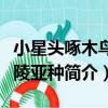 小星頭啄木鳥東陵亞種（關于小星頭啄木鳥東陵亞種簡介）