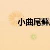 小曲尾蘚屬（關于小曲尾蘚屬簡介）