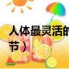 人體最靈活的關節是肩關節（人體最靈活的關節）