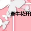 牽牛花開放了,續寫（牽牛花開放了）